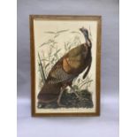 After Audubon, Great American Cock Male-Vulgo (Wild Turkey), Meleagris Gallopavo, colour print, in