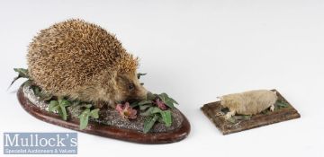 Vintage Taxidermy Hedgehog on wooden base, together with a mole taxidermy (a/f) on wooden base (2)