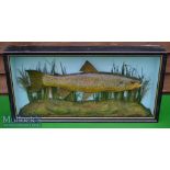 Wooden Sculpture of Brown Trout – mounted in glass flat fronted case – with detailed label on the