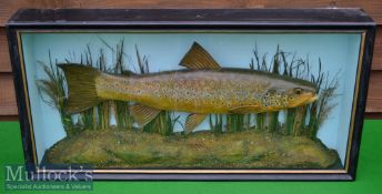 Wooden Sculpture of Brown Trout – mounted in glass flat fronted case – with detailed label on the