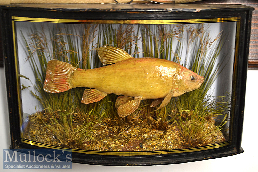 Early 20th c period Preserved Small Tench – mounted in glass bow fronted case with light blue - Image 2 of 4