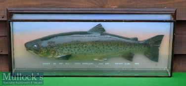 Scottish Taxidermist Preserved Brown Trout caught on the fly – in the style of Malloch or