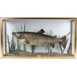 Preserved Cased Sea Trout - in flat fronted case with glass side panels - ice blue back panel c/w
