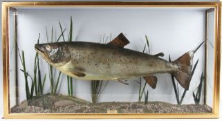 Preserved Cased Sea Trout - in flat fronted case with glass side panels - ice blue back panel c/w