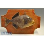 Interesting Tropical Sargassum Trigger Fish – hollow skin cast mounted on light stained ply board