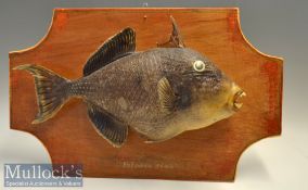 Interesting Tropical Sargassum Trigger Fish – hollow skin cast mounted on light stained ply board
