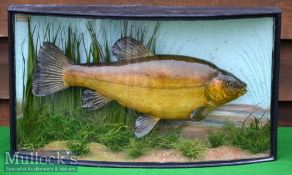J Cooper & Sons 28 Radnor Street London Preserved Tench – mounted in a glass bow fronted case with