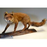 Preserved Reynard The Fox – mounted on wooden base