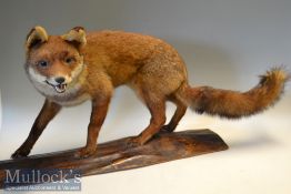Preserved Reynard The Fox – mounted on wooden base