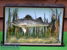 Preserved Cased Zander – in glass flat fronted case with pale blue back board – overall 10” x 15”