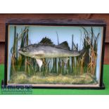 Preserved Cased Zander – in glass flat fronted case with pale blue back board – overall 10” x 15”