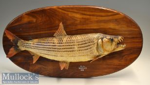 Preserved Tiger Fish – mounted on oval wooden plaque with gilt inscription “8 1/2lbs - Sanyati –