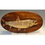 Preserved Tiger Fish – mounted on oval wooden plaque with gilt inscription “8 1/2lbs - Sanyati –