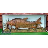 Victorian Preserved Large Golden Mahseer – in flat fronted glass case - with hand written label on