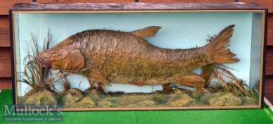 Victorian Preserved Large Golden Mahseer – in flat fronted glass case - with hand written label on