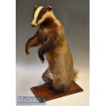 Preserved Brock The Badger –Reared up standing on his rear legs