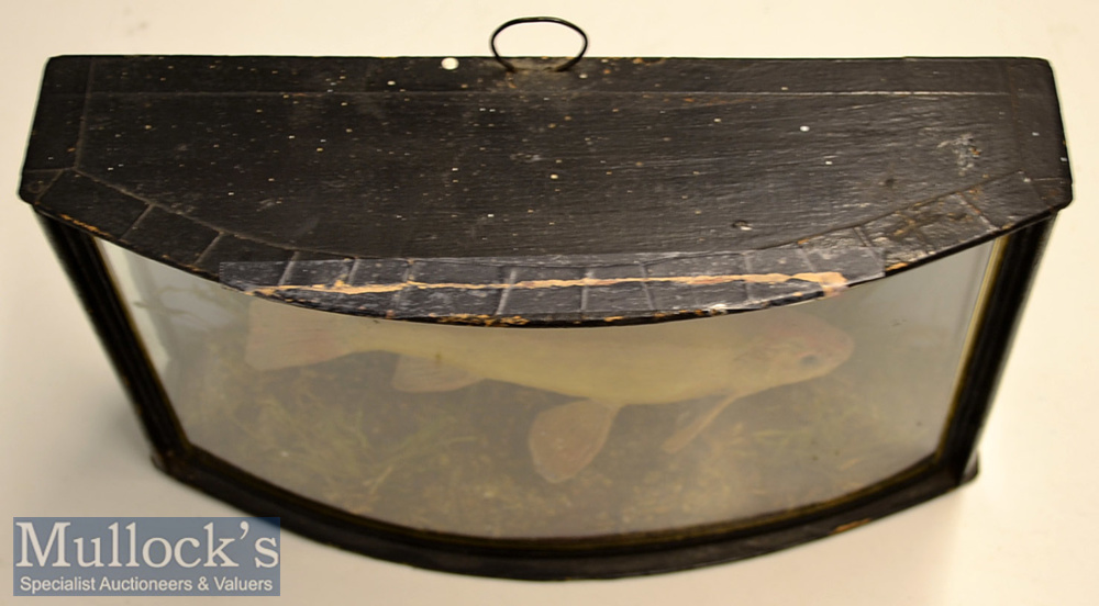 Early 20th c period Preserved Small Tench – mounted in glass bow fronted case with light blue - Image 4 of 4