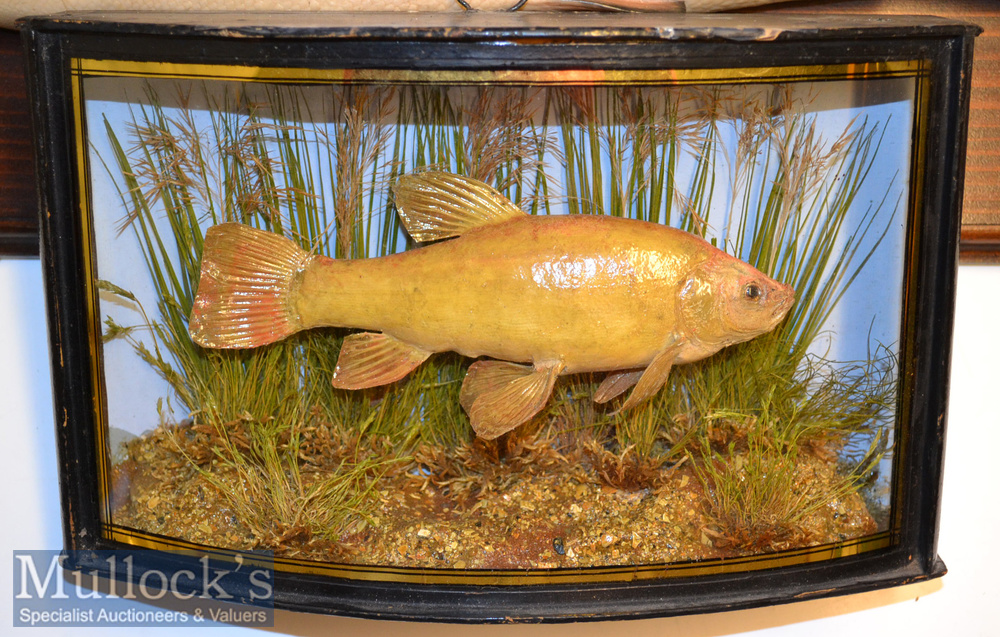 Early 20th c period Preserved Small Tench – mounted in glass bow fronted case with light blue