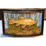 Early 20th c period Preserved Small Tench – mounted in glass bow fronted case with light blue