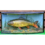 Cased Carp – modern cast mounted in glass bow fronted case with pale green painted back board and