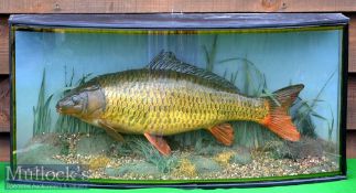 Cased Carp – modern cast mounted in glass bow fronted case with pale green painted back board and