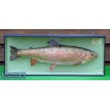 Edward Gerrard & Sons, Taxidermists, Camden Town, London preserved rainbow trout caught on the fly –