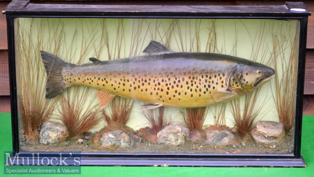 A Macleay Inverness Preserved Ferox – mounted in glass flat fronted case with makers label to the