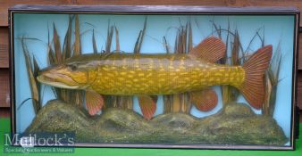 Preserved Pike – mounted in glass flat fronted case with pale green back board – overall 17.5 x