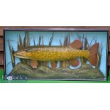Preserved Pike – mounted in glass flat fronted case with pale green back board – overall 17.5 x