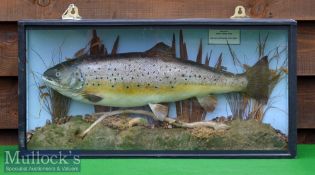 Preserved Cased Brown Trout – with paper label to the top right hand corner which reads “Brown Trout