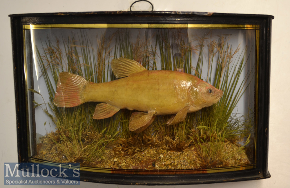 Early 20th c period Preserved Small Tench – mounted in glass bow fronted case with light blue - Image 3 of 4