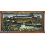 A J Rodwell Bucks impressive Case of 2x Preserved Pike – mounted in large light stained oak glass