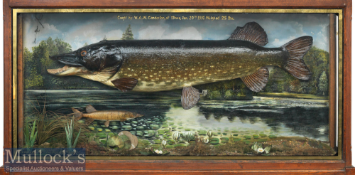 A J Rodwell Bucks impressive Case of 2x Preserved Pike – mounted in large light stained oak glass
