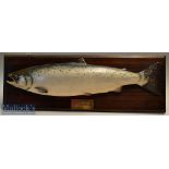 Cast of a Salmon – mounted on dark stained wooden plaque with engraved brass plaque which reads “