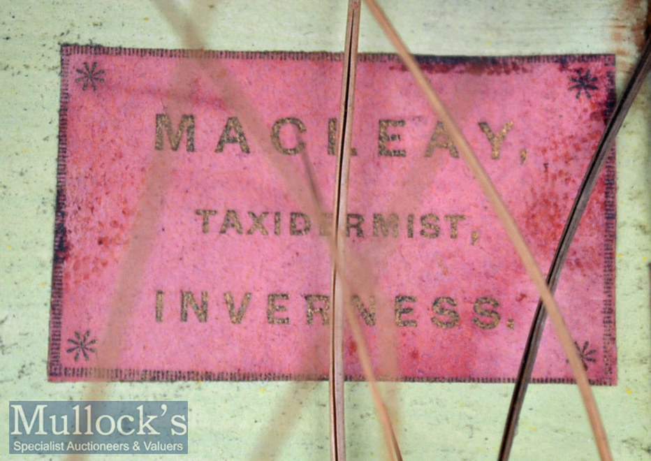 A Macleay Inverness Preserved Ferox – mounted in glass flat fronted case with makers label to the - Image 2 of 2