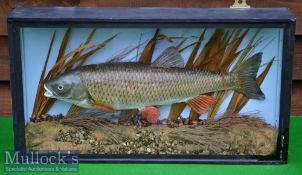 Cased Chub – modern cast mounted in a glass flat fronted case with pale blue painted back board –