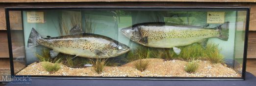 Pair of Preserved Trout – 4lbs 12ozs and 5lbs 6ozs caught in Aug 1924 at Craig Goch, mounted in a