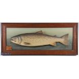 After P D Malloch Perth carved wooden and hand painted full size Sea Trout – mounted on a