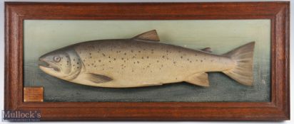 After P D Malloch Perth carved wooden and hand painted full size Sea Trout – mounted on a