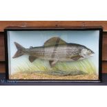 Modern Preserved Grayling – mounted in flat fronted case with pale blue painted back board, case
