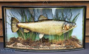 W. F. Homer, London Preserved Trout – 4lbs 13ozs in bow fronted case with makers label to top left