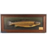 P D Malloch Perth carved wooden and hand painted full size Brown Trout – mounted on a rectangular