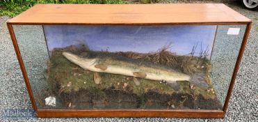 Large Cased Preserved Pike –  in flat fronted case with glass sides, displayed on a grass bed with a