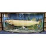 E F Spicer, Suffolk Street, Birmingham Large Preserved Pike – mounted in bow fronted case, caught by
