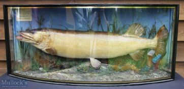 E F Spicer, Suffolk Street, Birmingham Large Preserved Pike – mounted in bow fronted case, caught by