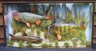 Case Group of Mixed Species Preserved Fish – mounted in bow fronted case, Roach 3lbs 7ozs, Perch