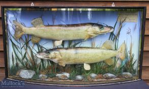 E F Spicer, Suffolk Street, Birmingham Pair of Preserved Pike – mounted in bow fronted case, with