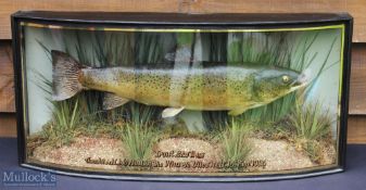 W F Homer, London (attributed) Preserved Trout – 2lbs 1 1/2ozs in bow fronted case caught