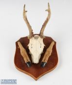 Roe Deer Antlers with skull on shield shaped wooden wall mount with 2 feet (one detached from