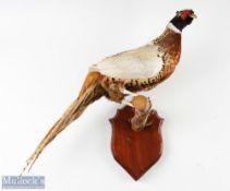 Pheasant Taxidermy on Branch with white wings and legs, branch mounted to wall shield mount